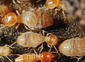 شركة رش النمل الابيض بالرياض