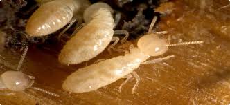 شركة مكافحة النمل الابيض بالرياض