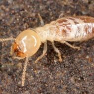 شركة رش النمل الابيض بالرياض