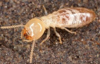 شركة رش النمل الابيض بالرياض